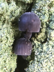 Mycena
