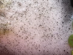 Trichopodus trichopterus