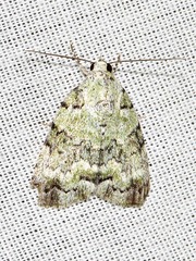 Blenina squamifera