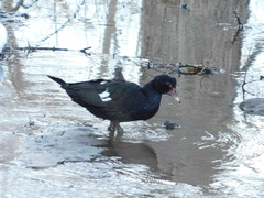 Cairina moschata domestica