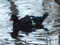 Cairina moschata domestica