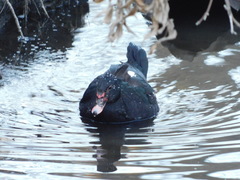 Cairina moschata domestica