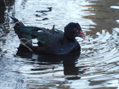 Cairina moschata domestica