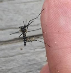Aedes japonicus