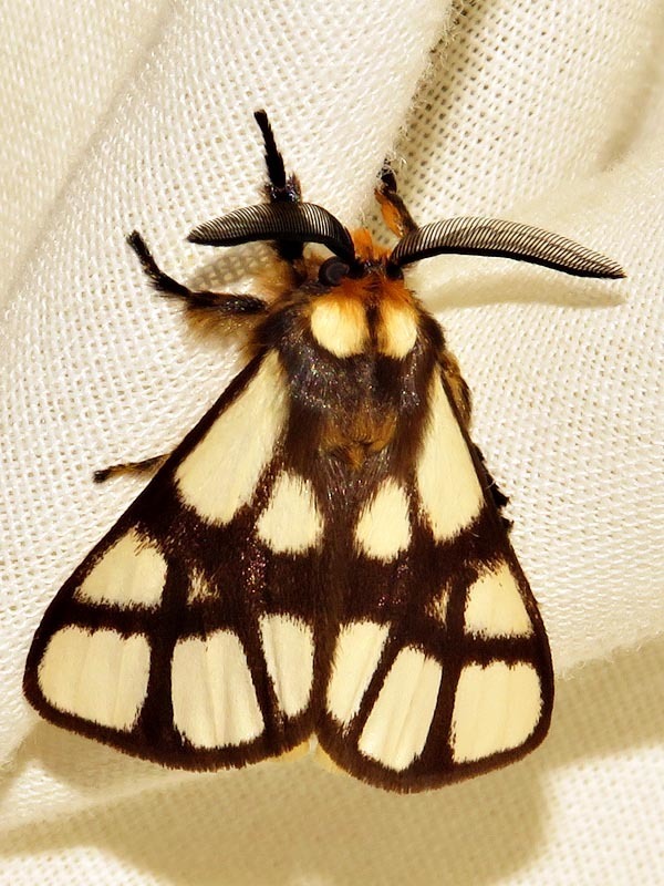 Anaphinae
