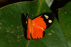 Paraphthonia cteatus
