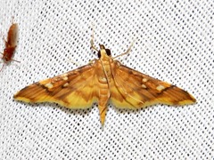 Prophantis smaragdina