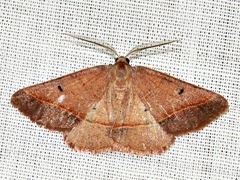 Drepanogynis chromatina