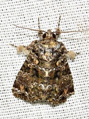 Callopistria latreillei