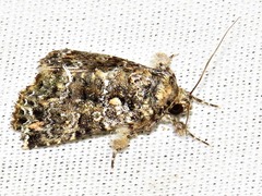 Callopistria latreillei
