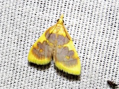 Sameodesma xanthocraspia