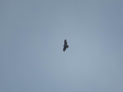 Buteo jamaicensis