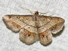 Chiasmia streniata streniata