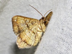 Chiasmia streniata streniata