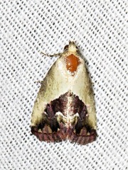 Lithacodia caffristis