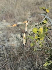 Pyranthus ambatoanus image