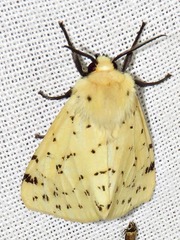 Eyralpenus testaceus