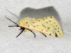 Eyralpenus testaceus