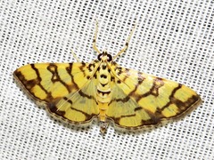 Pardomima