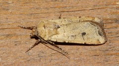 Euxoa ochrogaster