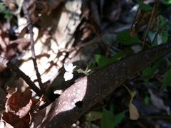 Hypoestes