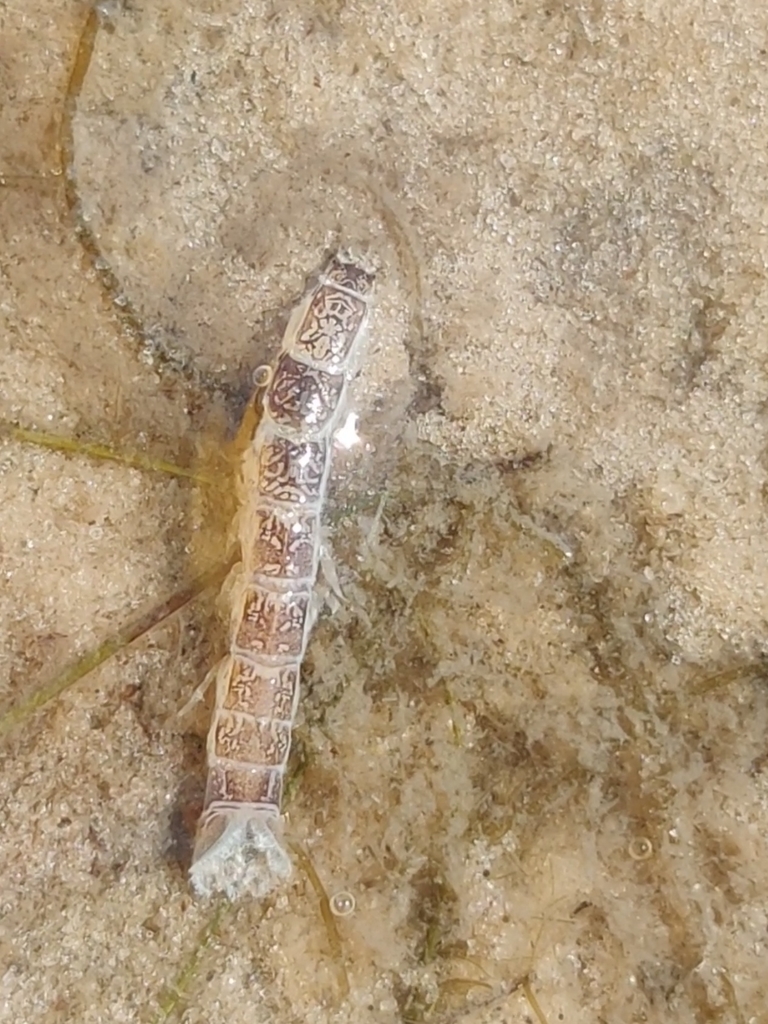 Cyathura polita