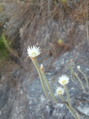 Helichrysum candollei