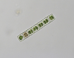 Hyalotheca