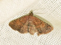 Cerynea thermesialis