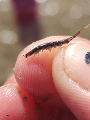 Erichsonella attenuata