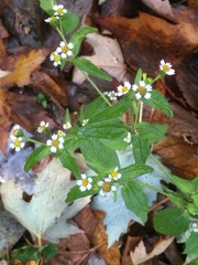 Galinsoga quadriradiata