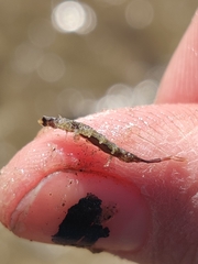 Erichsonella attenuata