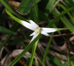 Rhynchospora colorata image