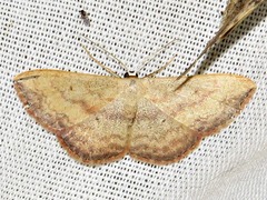 Scopula caesaria