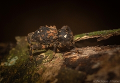 Methidrysis afflicta