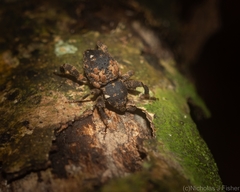 Methidrysis afflicta