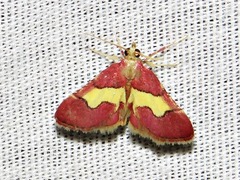 Bostra xanthorhodalis