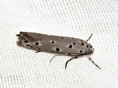 Ethmia circumdatella