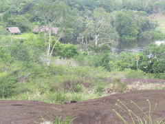Phenakospermum guyannense