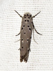 Ethmia circumdatella