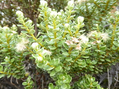 Olearia nummulariifolia