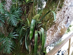 Aechmea mexicana