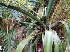 Aechmea mexicana