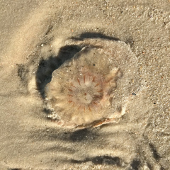 Chrysaora chesapeakei