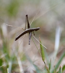 Masyntes