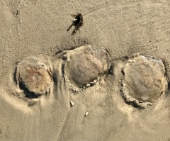 Chrysaora chesapeakei