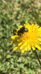 Melissoptila tandilensis