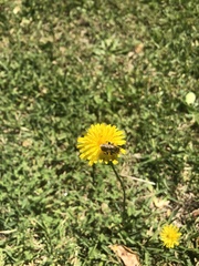 Melissoptila tandilensis