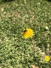 Melissoptila tandilensis