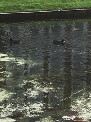Fulica atra
